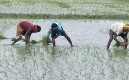 ਪੰਜਾਬ ਵਿੱਚ ਝੋਨੇ ਦੀ ਬਿਜਾਈ ਦੀਆਂ ਤਾਰੀਖਾਂ ਪਈਆਂ ਅੱਗੇ