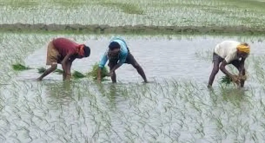 ਪੰਜਾਬ ਵਿੱਚ ਝੋਨੇ ਦੀ ਬਿਜਾਈ ਦੀਆਂ ਤਾਰੀਖਾਂ ਪਈਆਂ ਅੱਗੇ