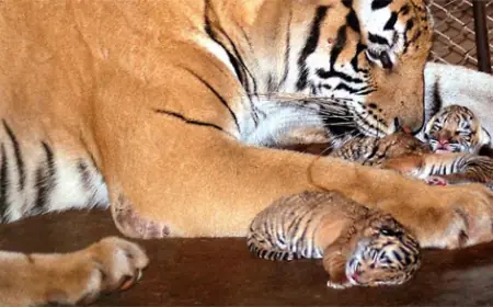 ਬੈਨਰਘਾਟਾ ਬਾਇਓਲਾਜੀਕਲ ਪਾਰਕ ਵਿੱਚ ਤਿੰਨ ਬਾਘਾਂ ਦੇ ਬੱਚਿਆਂ ਦੀ ਮੌਤ