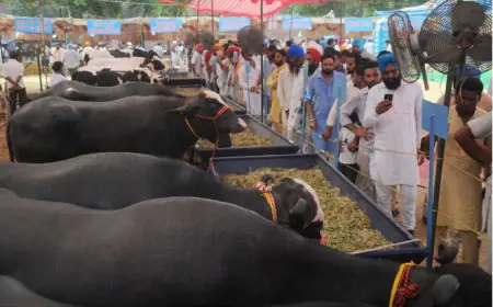 ਲੁਧਿਆਣਾ ਵੈਟਰਨਰੀ ਯੂਨੀਵਰਸਿਟੀ ਵਿੱਚ ਪਸ਼ੂ ਮੇਲਾ 26-27 ਸਤੰਬਰ ਨੂੰ  