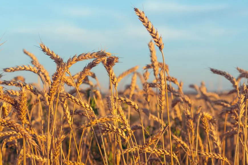 ਪੰਜਾਬ ਵੱਲੋਂ ਕੇਂਦਰ ਦੇ ਮਾਪਦੰਡ ਅਪਣਾਏ ਜਾਣ ਕਾਰਨ 11 ਲੱਖ ਲਾਭਪਾਤਰੀਆਂ ਨੂੰ ਮੁਫ਼ਤ ਕਣਕ ਤੋਂ ਰਹਿਣਾ ਪਵੇਗਾ ਵਾਂਝਾ