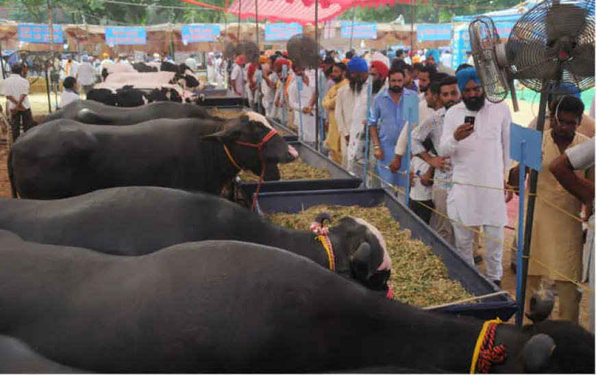 ਲੁਧਿਆਣਾ ਵੈਟਰਨਰੀ ਯੂਨੀਵਰਸਿਟੀ ਵਿੱਚ ਪਸ਼ੂ ਮੇਲਾ 26-27 ਸਤੰਬਰ ਨੂੰ  