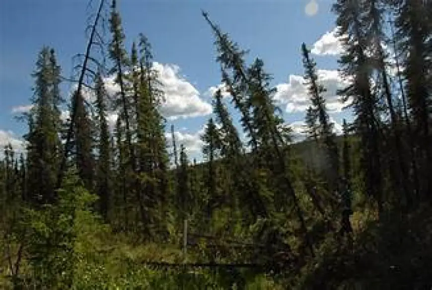 ਜੰਗਲੀ ਅੱਗ ਦੇ ਖਤਰੇ ਨੂੰ ਘਟਾਉਣ ਲਈ ਅਲਬਰਟਾ ਸਰਕਾਰ ਦੀ ਨਵੀਂ ਰਣਨੀਤੀ