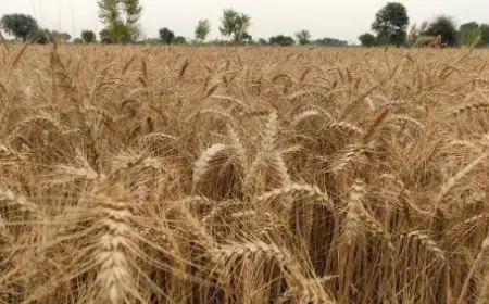 ਪੰਜਾਬ ‘ਚ ਅਪ੍ਰੈਲ ‘ਚ 471% ਵੱਧ ਮੀਂਹ, ਕਣਕ ਦੀ ਫਸਲ ਨੂੰ ਨੁਕਸਾਨ ਦਾ ਖਤਰਾ