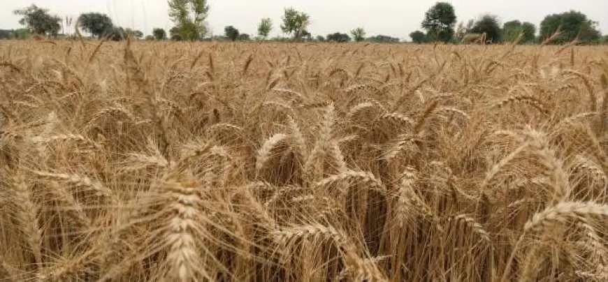 ਪੰਜਾਬ ‘ਚ ਅਪ੍ਰੈਲ ‘ਚ 471% ਵੱਧ ਮੀਂਹ, ਕਣਕ ਦੀ ਫਸਲ ਨੂੰ ਨੁਕਸਾਨ ਦਾ ਖਤਰਾ